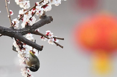 春花爛漫