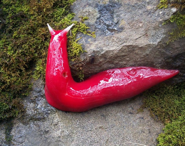 一周趣圖：英餐廳巨型比目魚(yú)可供三百人分食