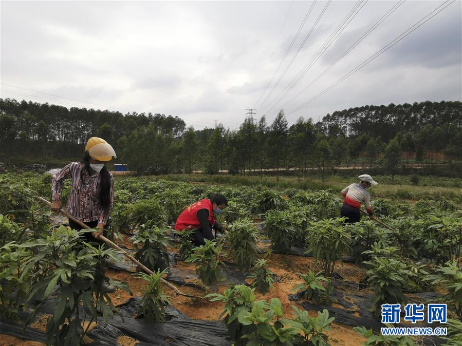 （圖文互動）（6）與疫情抗爭 與春光同行——廣西農(nóng)村春耕備耕一線觀察