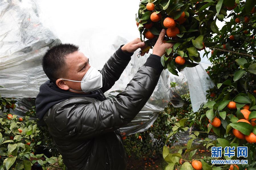 （圖文互動）（8）與疫情抗爭 與春光同行——廣西農(nóng)村春耕備耕一線觀察