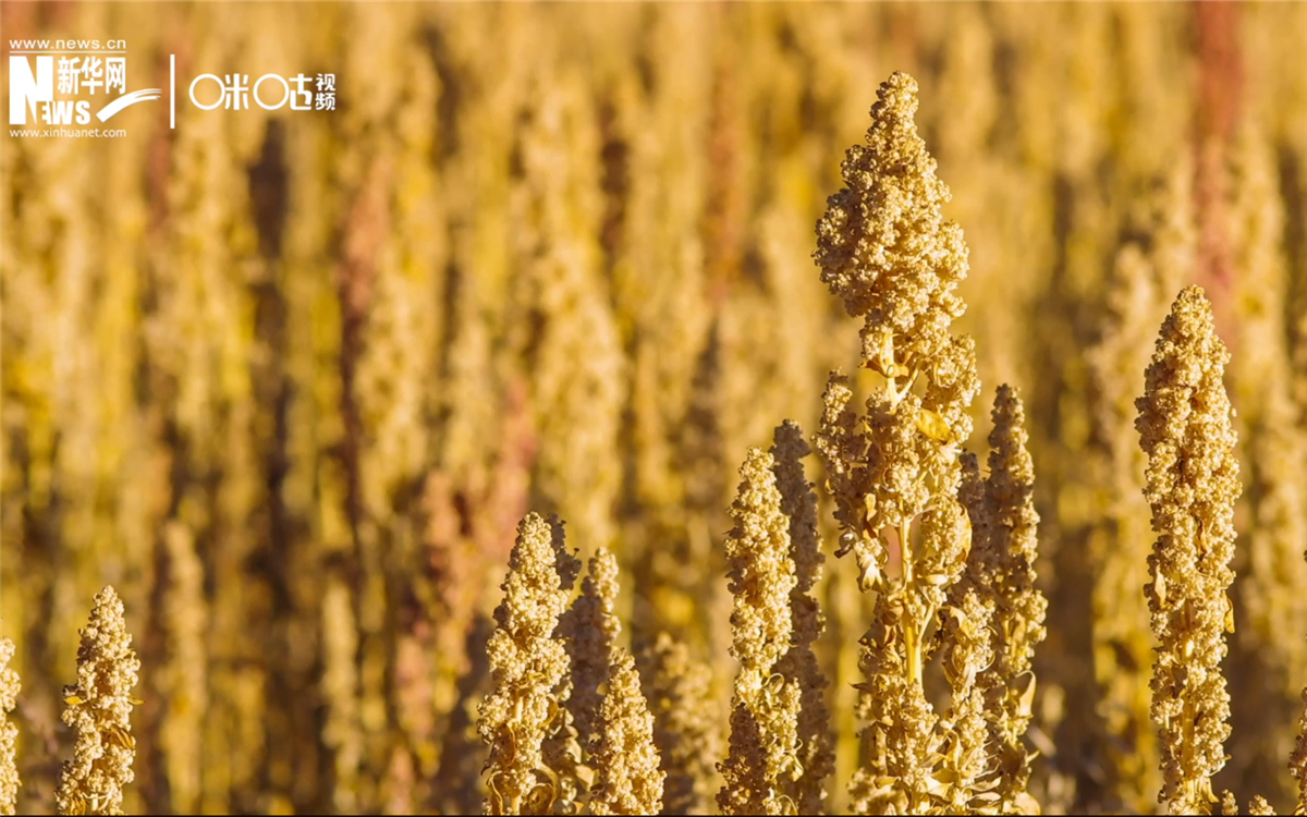 藜麥有極強(qiáng)的環(huán)境適應(yīng)能力和低成本、高回報(bào)的種植模式