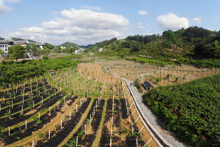 百果園里幸福長(zhǎng) ——湖南鳳凰縣菖蒲塘村脫貧調(diào)查