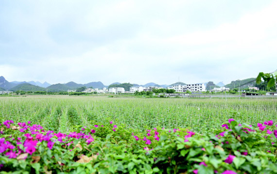 安順市：項目落實快 發(fā)展熱潮涌