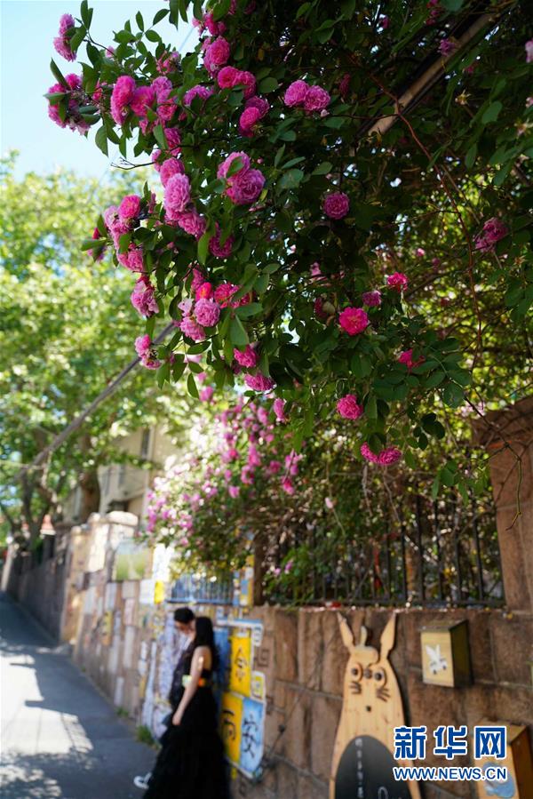 （上合青島峰會(huì)）（4）青島：花滿島城待賓朋  