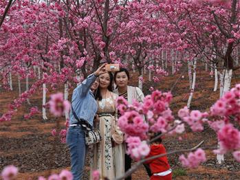 櫻花漫山，一份14年的等待